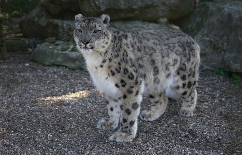 A snow leopards in an enclosure