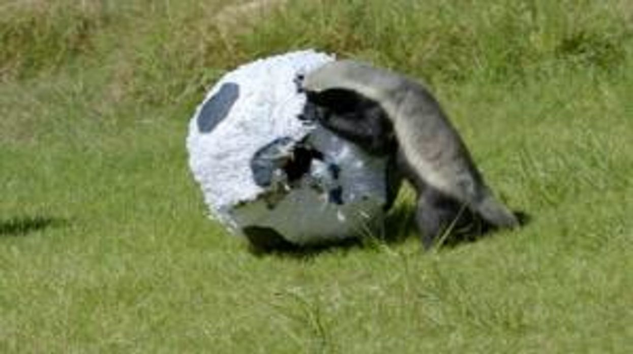 Quorn to collaborate with YouTuber following accusations of ‘ripping off’ classic ‘Badgers’ video