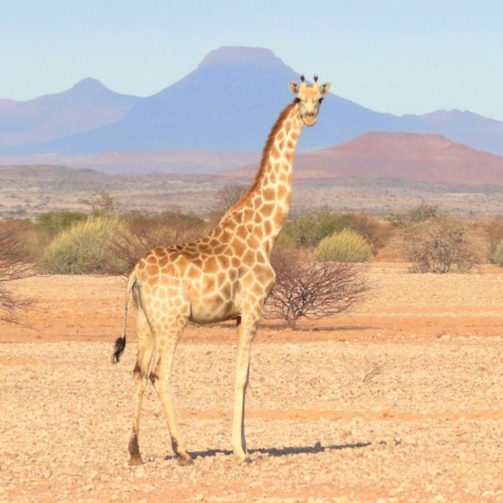 A Southern giraffe looks at the camera in the sunshine, in front of an arid landscape and mountains in the distance