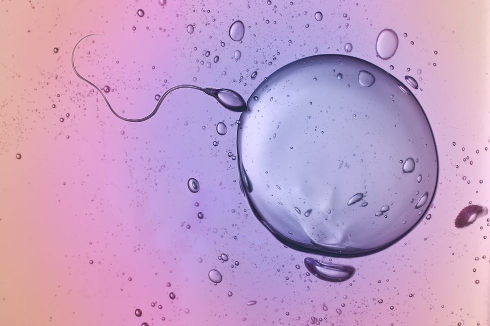A sperm cell fertilising an egg