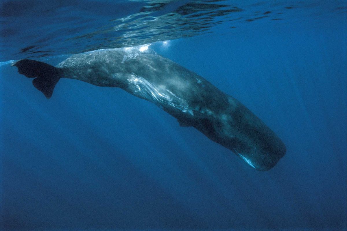 A sperm whale in the ocean.