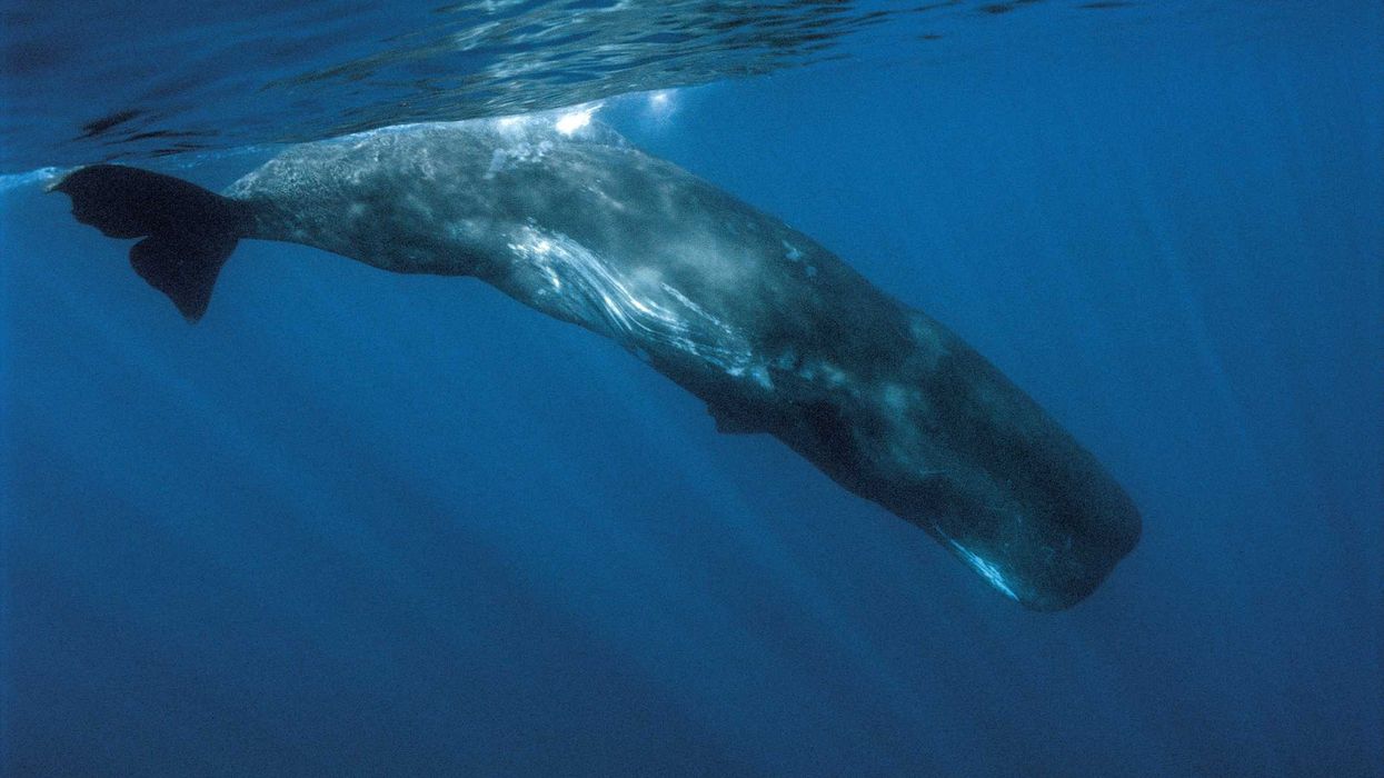 A sperm whale in the ocean.