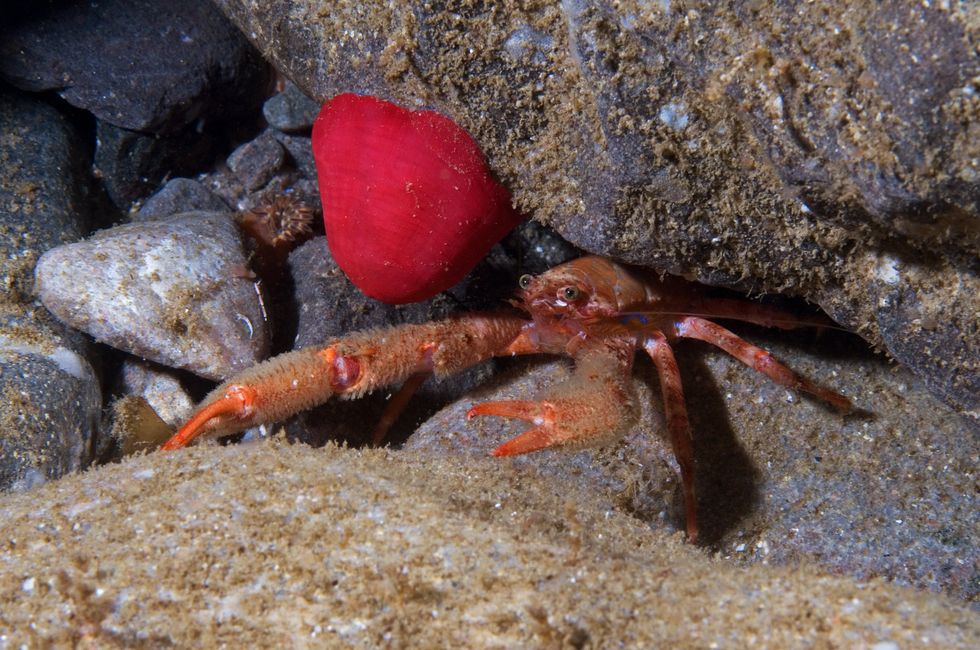 A squat lobster was found beside a closed beadlet anemone (Graham Saunders/PA)
