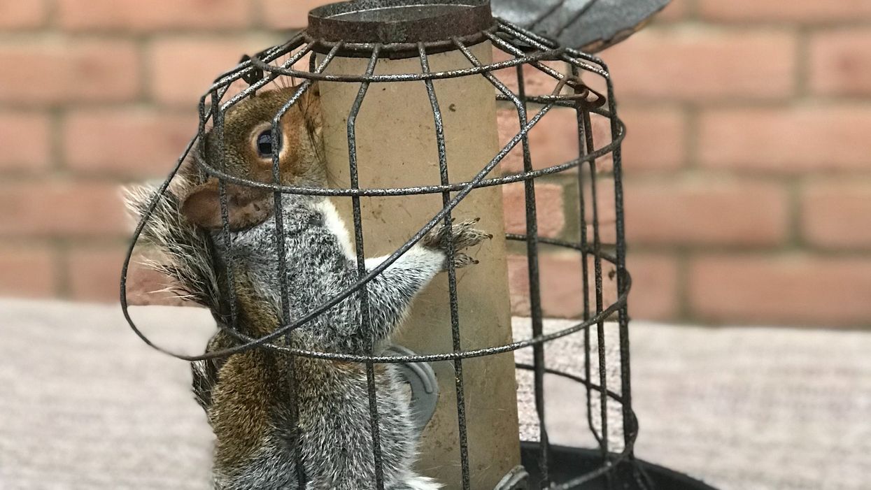 A squirrel that beat a bird-feeder designed to keep it out had to be rescued by the RSPCA (RSPCA/PA)