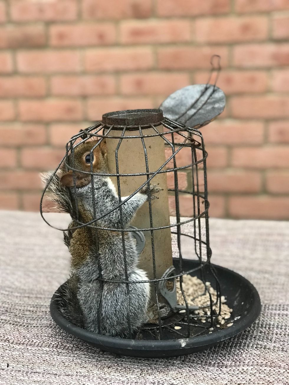 A squirrel that beat a bird-feeder designed to keep it out had to be rescued by the RSPCA (RSPCA/PA)