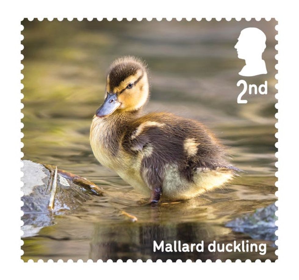 A stamp featuring a mallard duckling