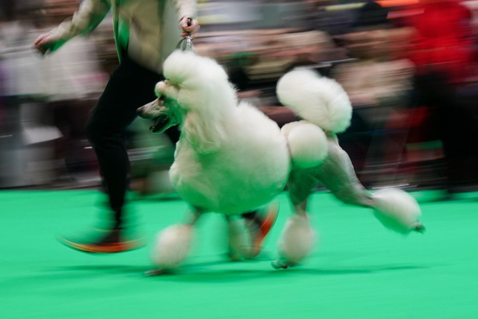 In Pictures: Raising the woof as thousands of dogs descend on Crufts