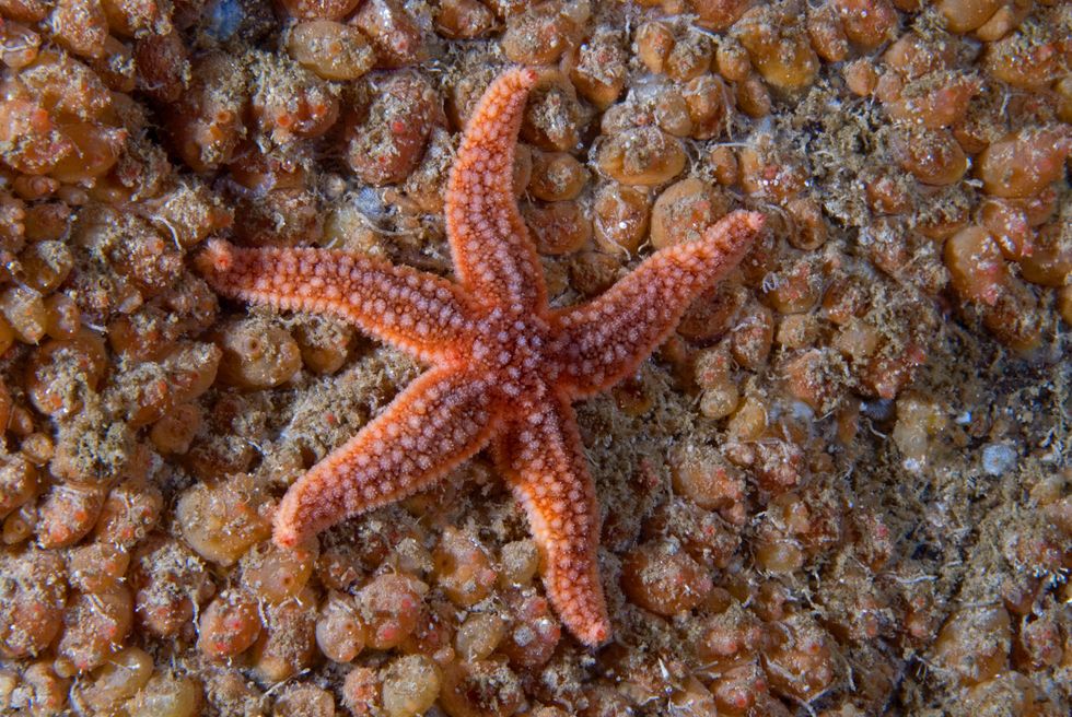 A starfish was found hanging on a mat of colonial baked bean sea squirts (Graham Saunders/PA)