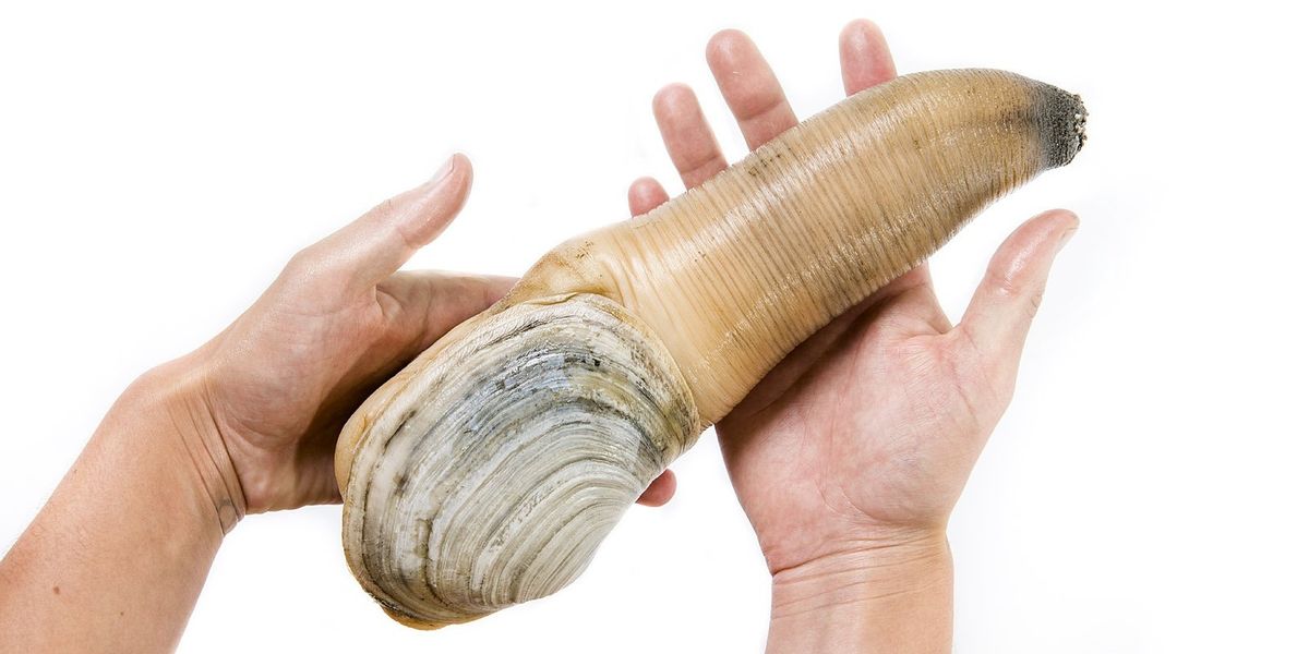 Giant clam that looks like a penis can live for more than 165 years ...
