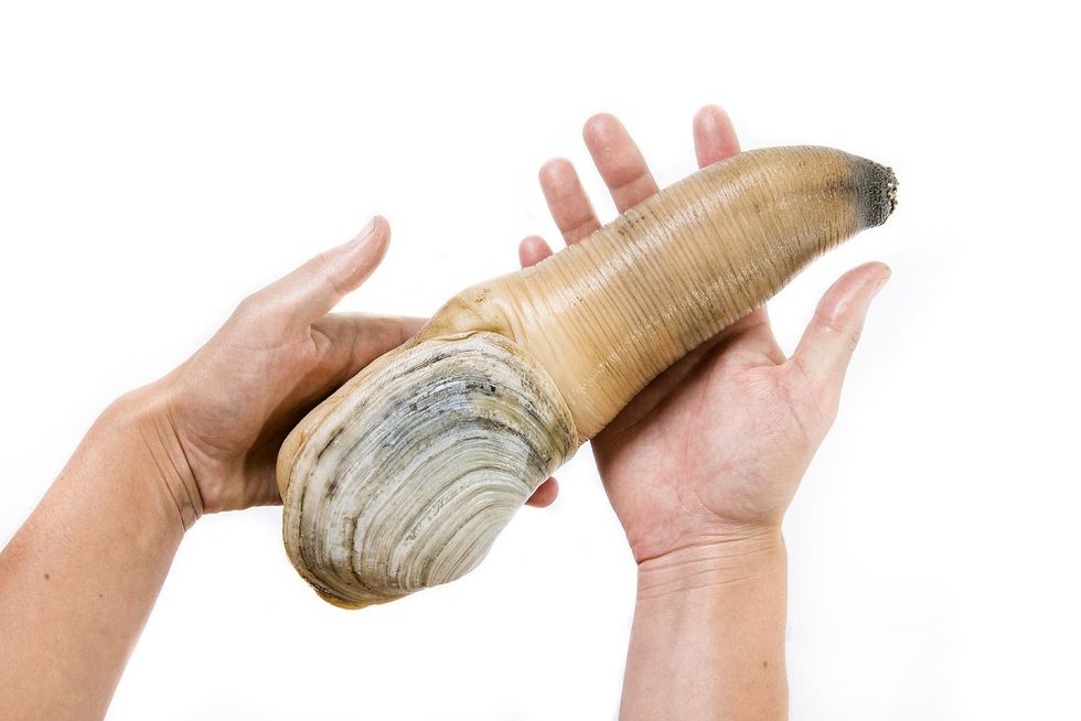 A stock image of a geoduck (Panopea generosa) being held in two handsA stock image of a geoduck (Panopea generosa) being held in two hands