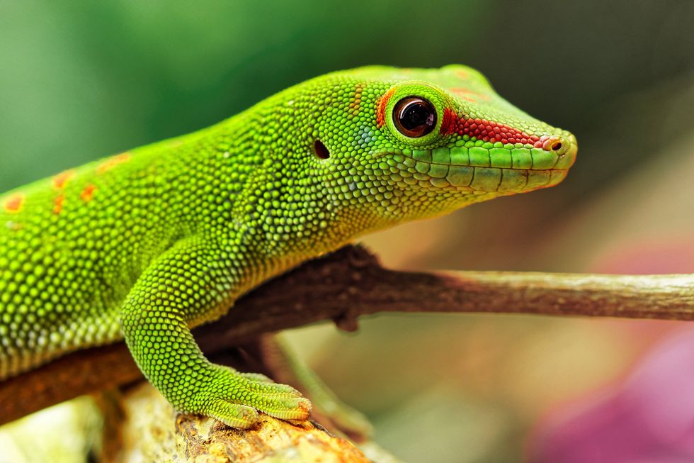 A stock image of a Madagascar day gecko