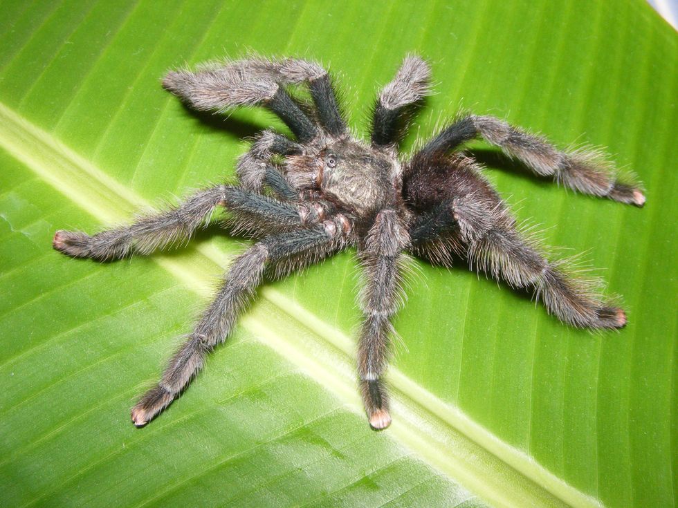 A stock image of a pinktoe tarantula