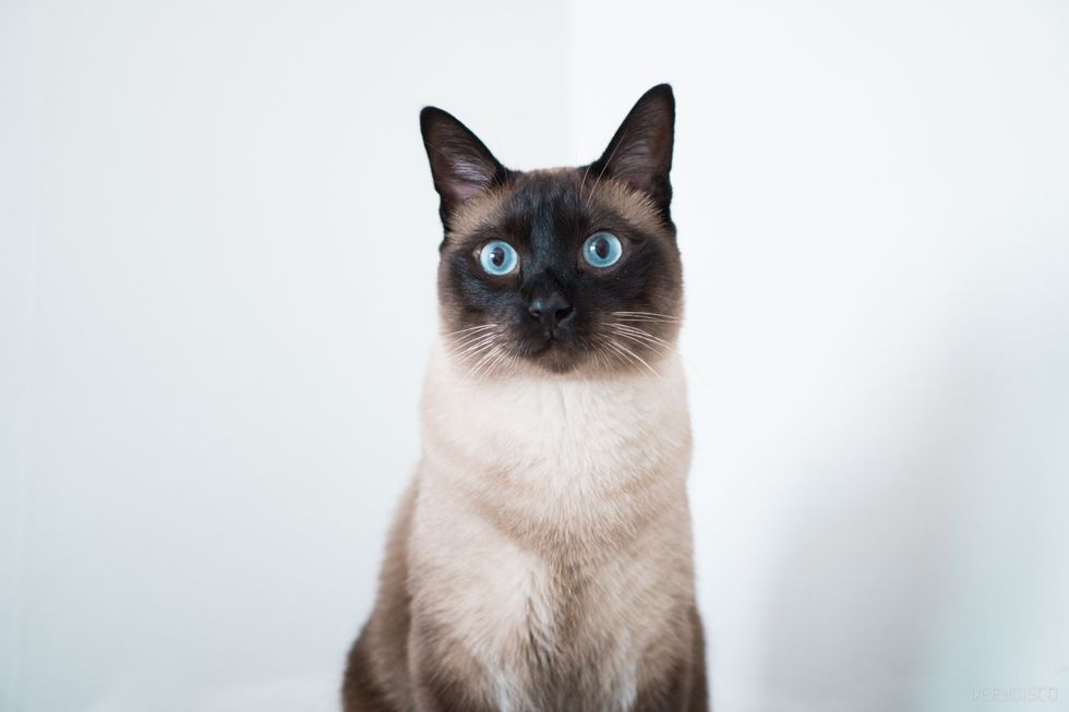 A stock image of a Siamese cat