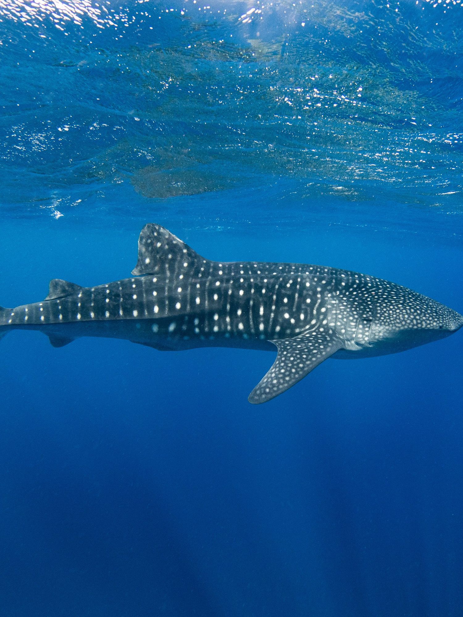 A stock image of a whale shark swimming through the deep blue open Pacific Ocean