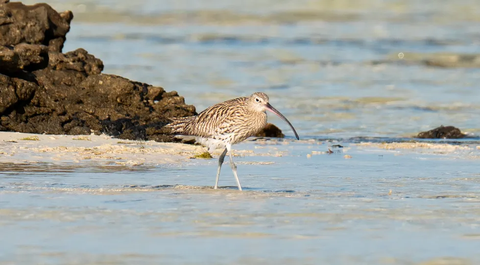 A stock image of the slender-billed curlew bird