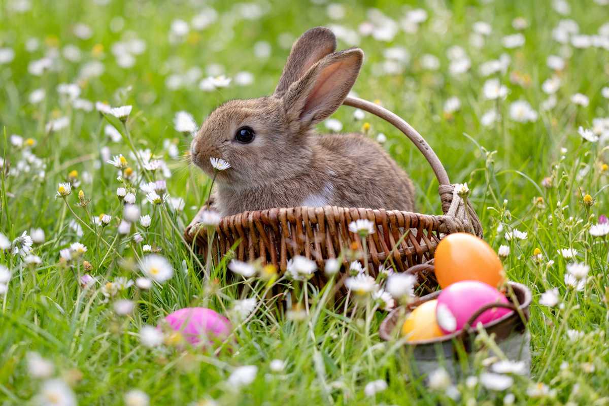 A stock photo of a bunny in a basket