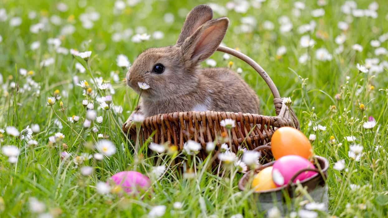 A stock photo of a bunny in a basket