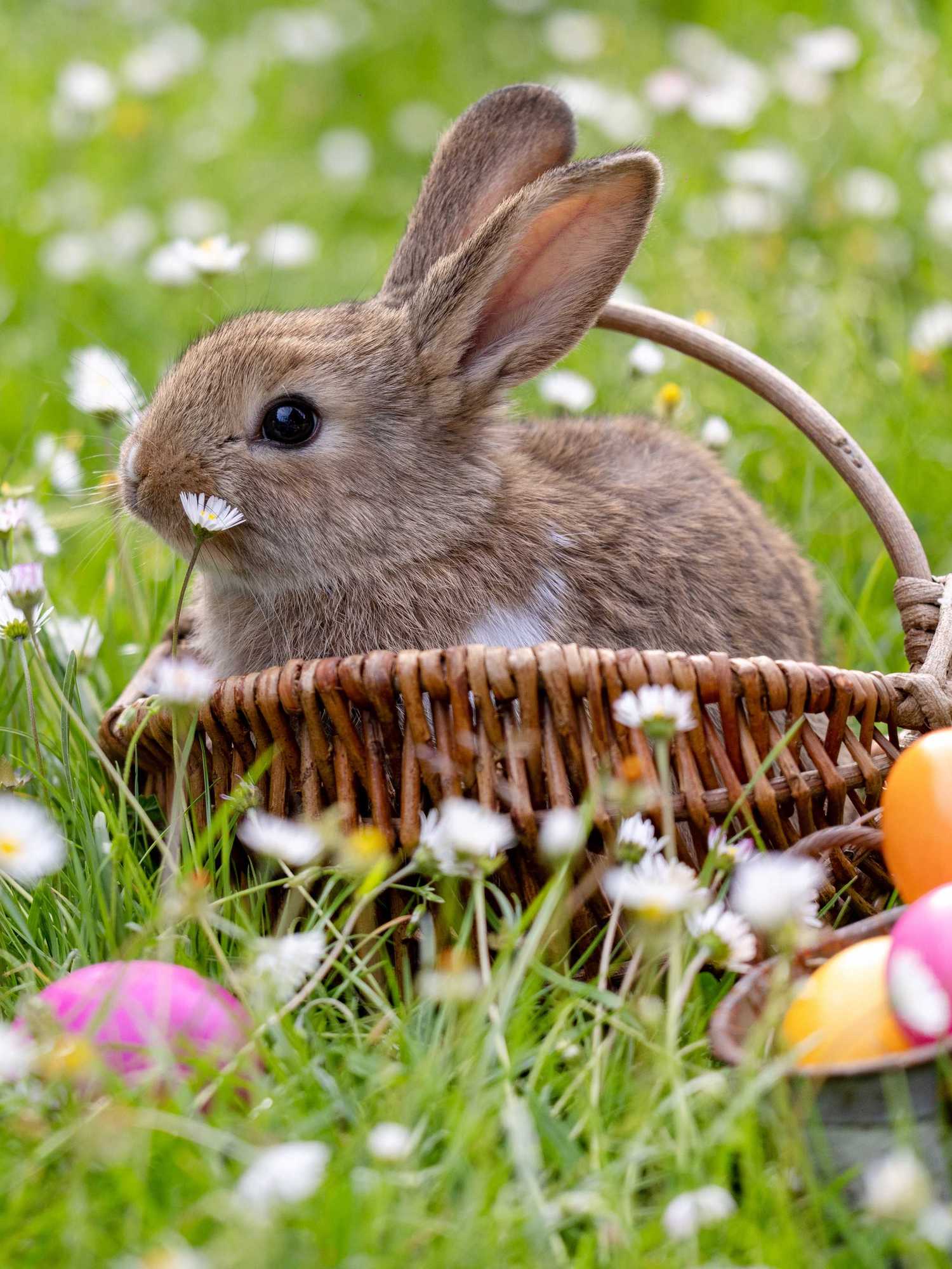 A stock photo of a bunny in a basket