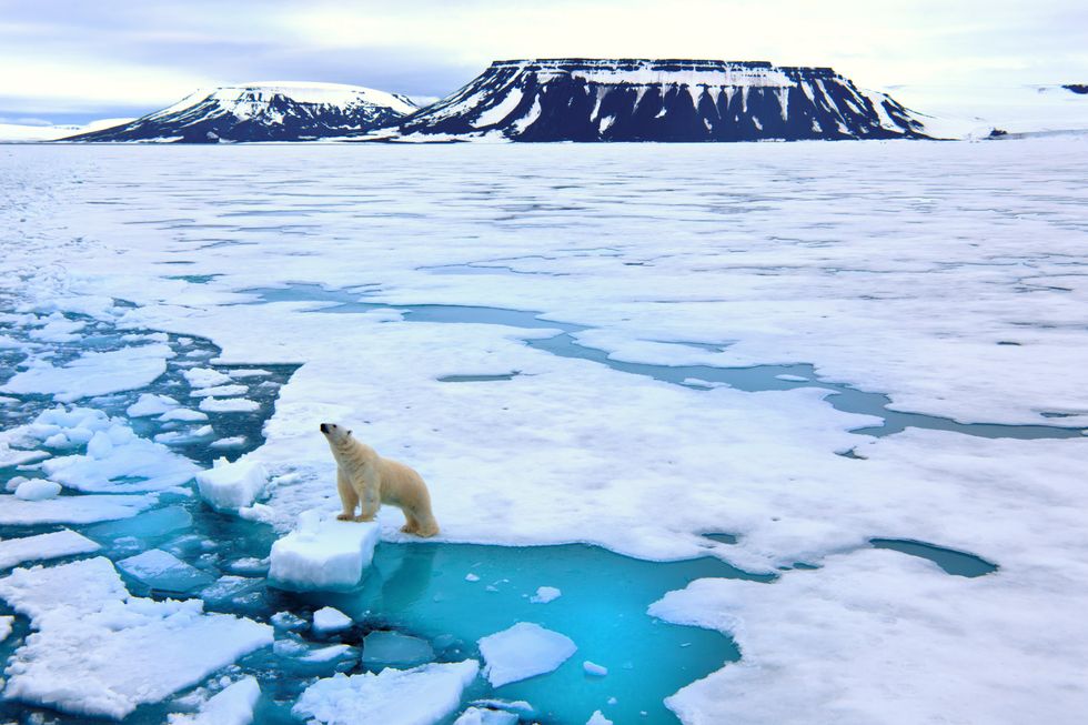 A stock photo of a polar bear standing on the Arctic sea