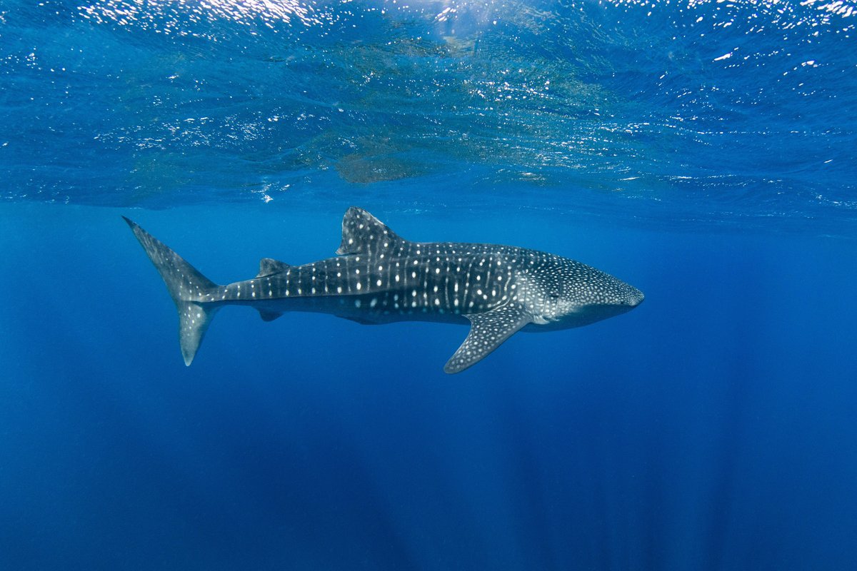 A stock photo of a whale shark swimming through the deep blue open Pacific Ocean