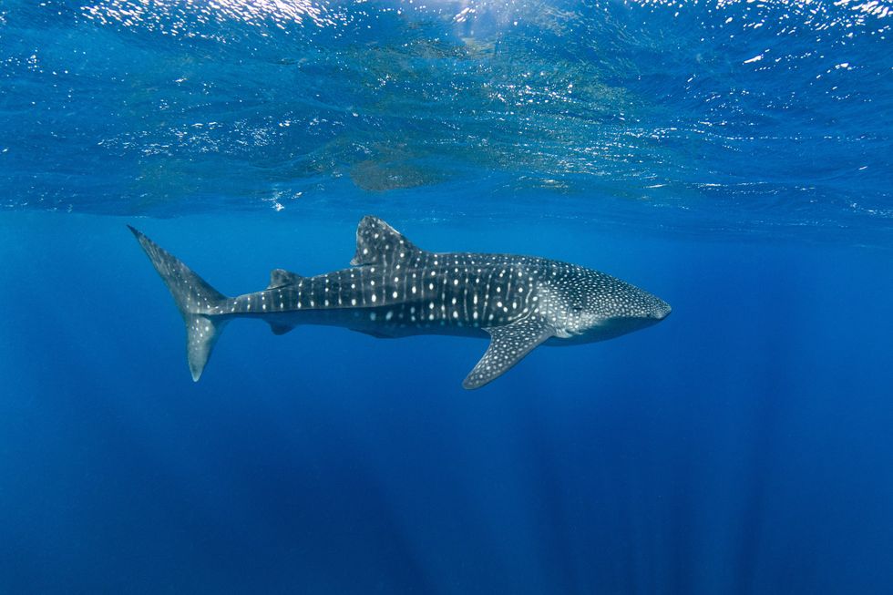 A stock photo of a whale shark swimming through the deep blue open Pacific Ocean