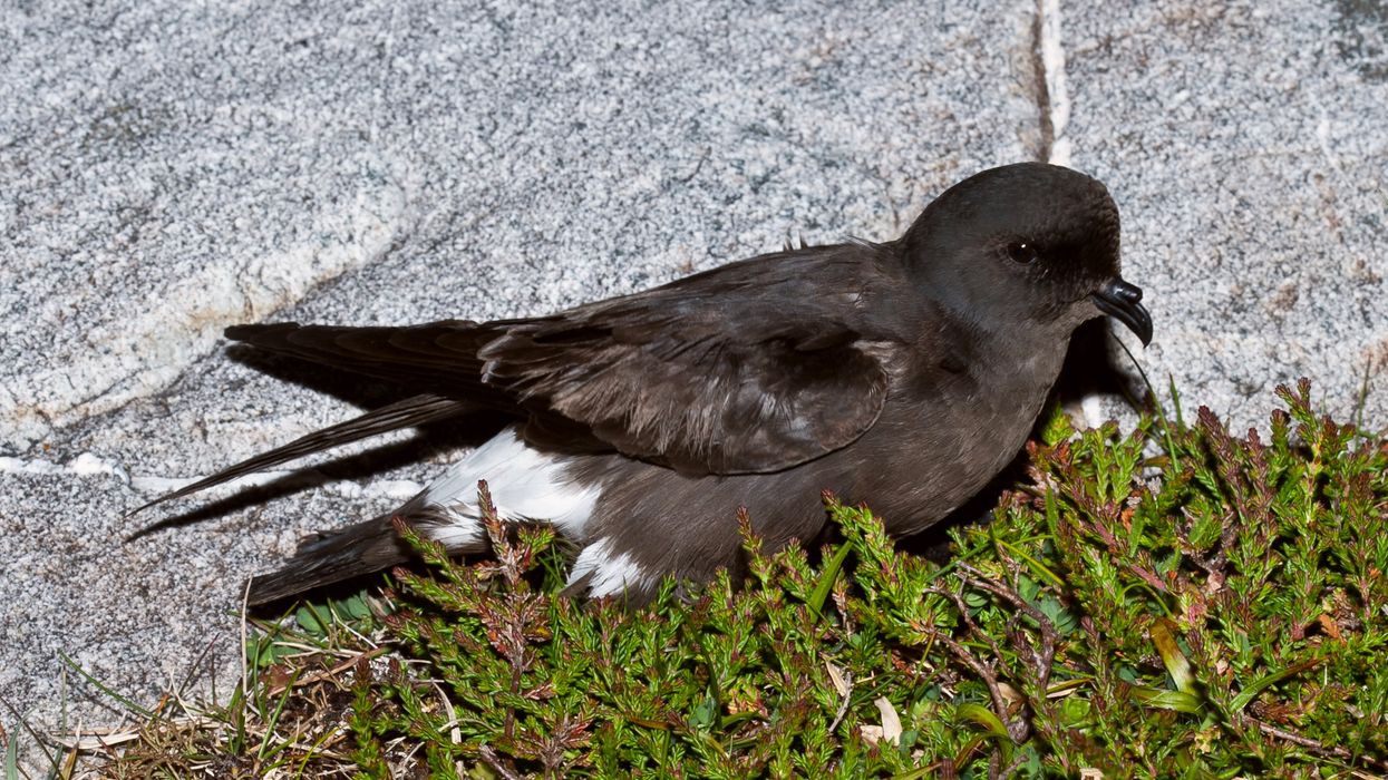 A storm petrel nesting site has been found on the Isle of May (Ian Fisher/PA)