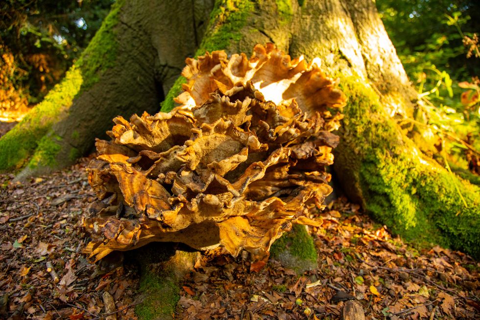 A striking 'Chicken of the woods' fungus at Clumber Park (Steve Bradley/National Trust)
