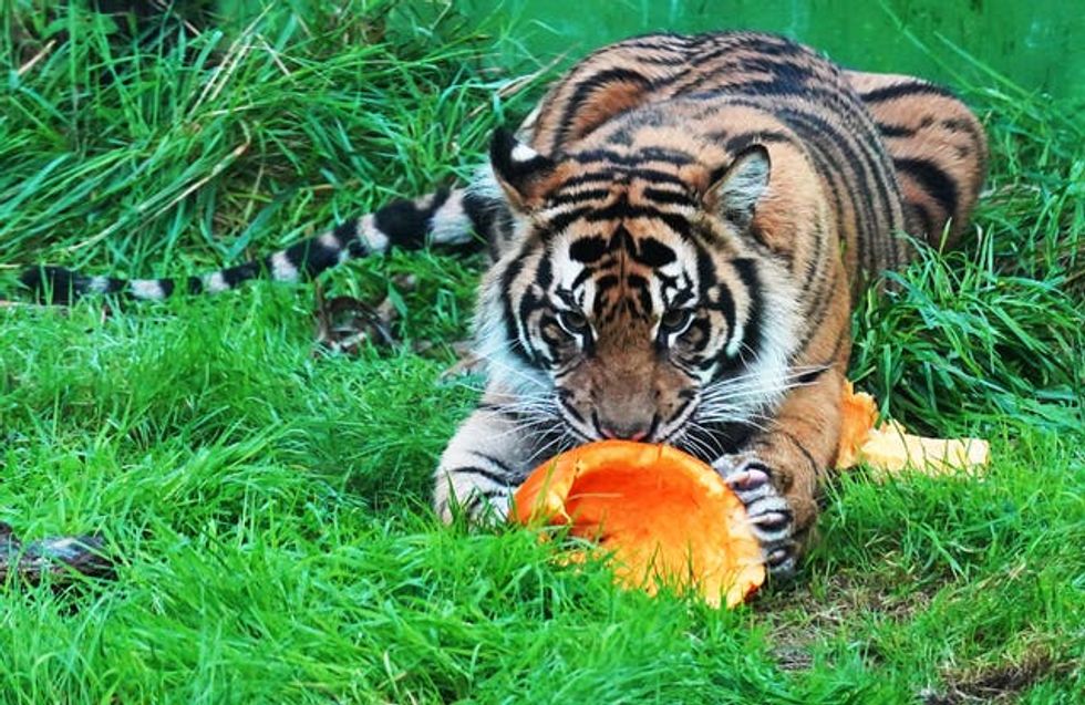 A Sumatran tiger enjoys its Halloween pumpkin