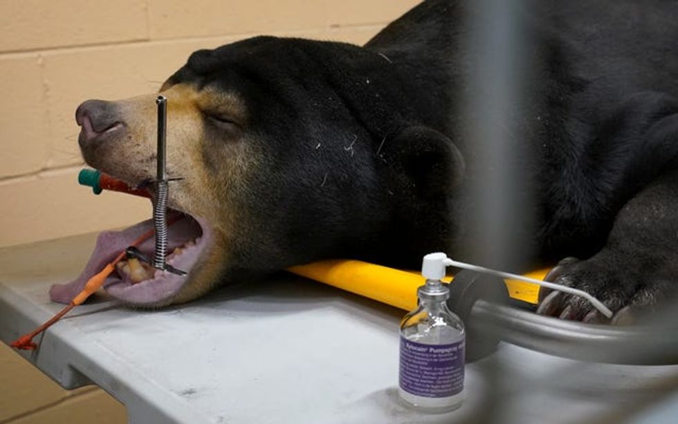 A sun bear with its eyes closed and mouth held open