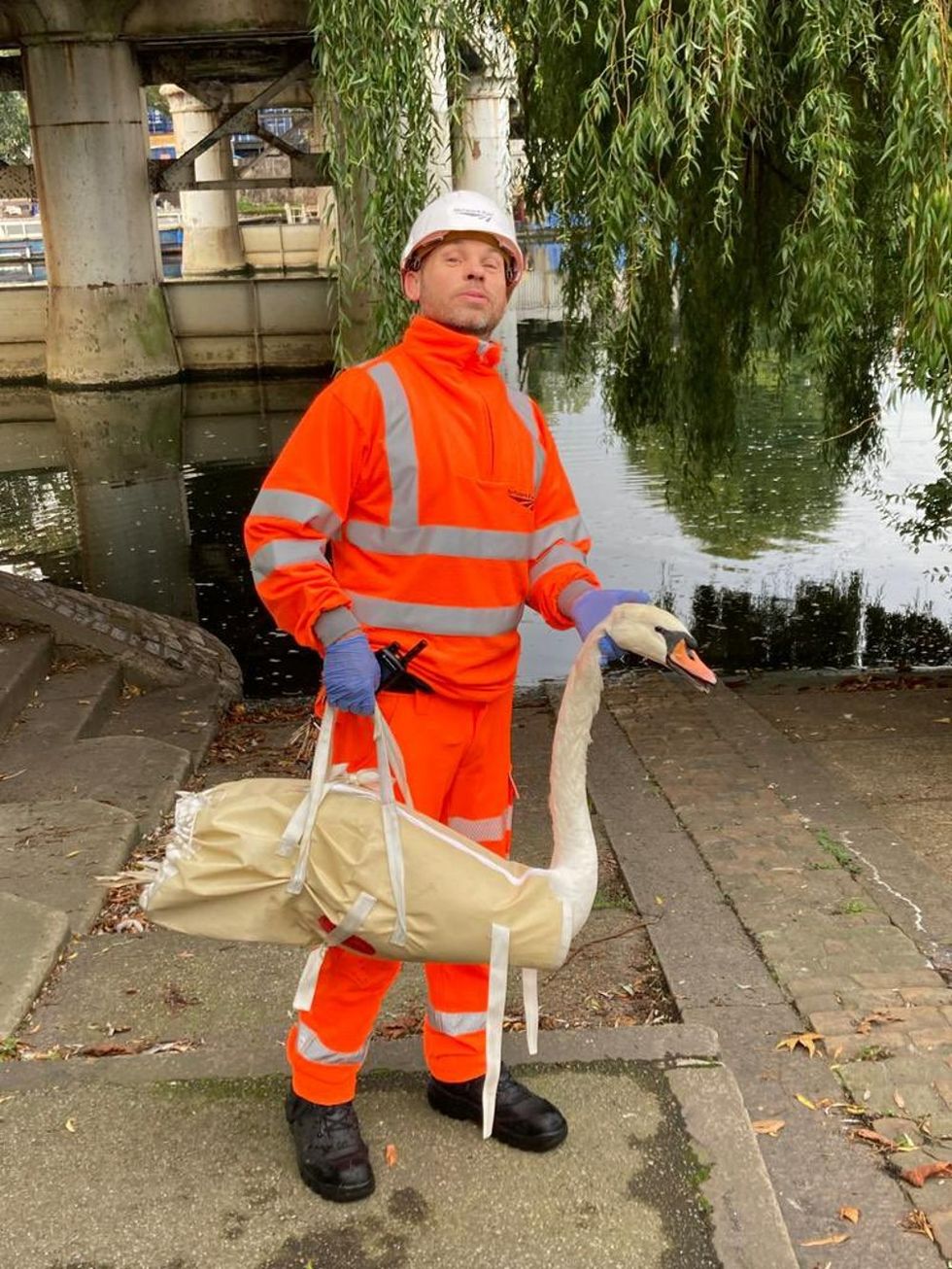 Swanning about – bird on the line delays rush hour commuters