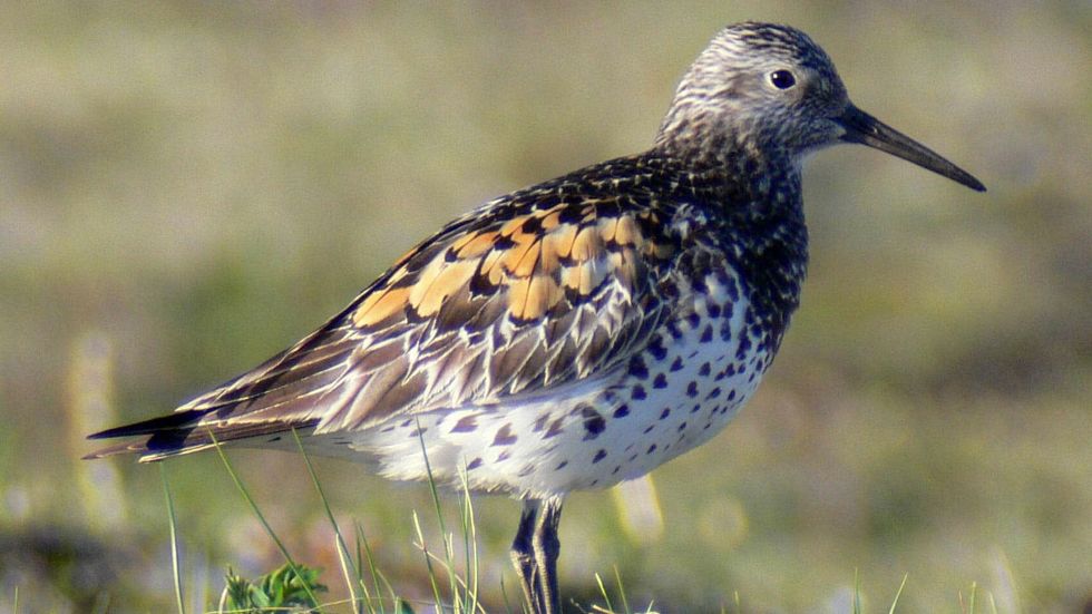 A Swedish city is using crows to clear litter from the streets