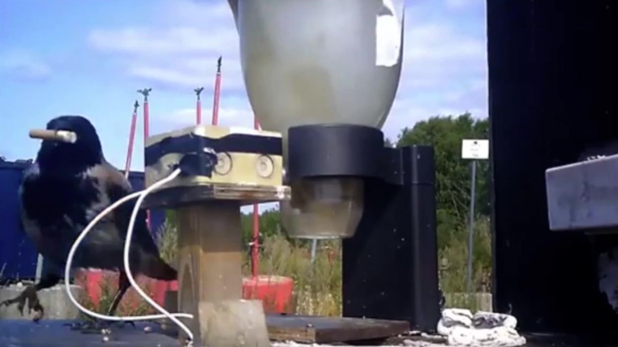 'Swedengate' trends after woman claims Swedes have racist name for chocolate balls