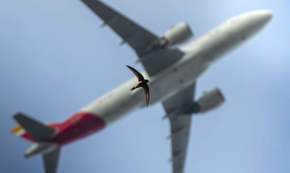 A swift flying, with a plane directly above it