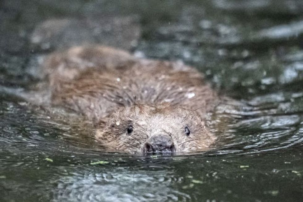 A swimming beaver