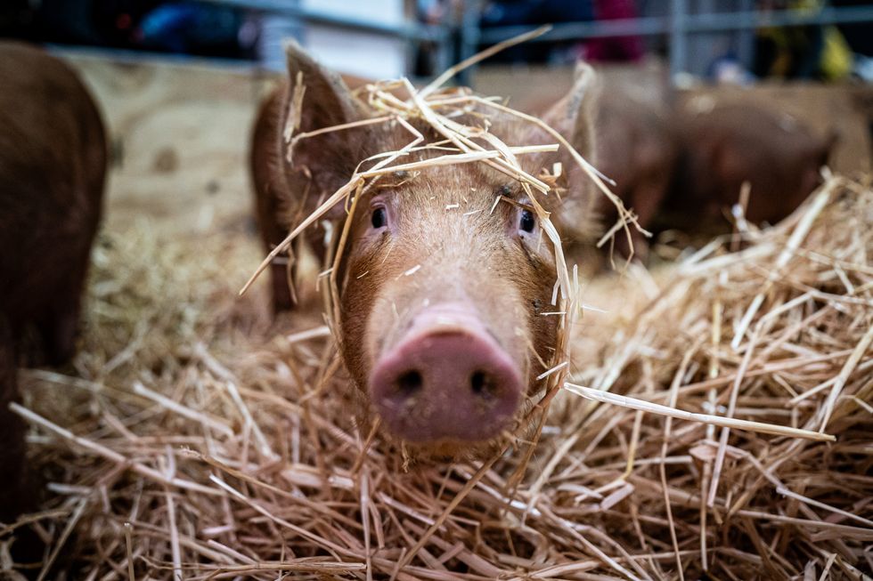 In Pictures: Pig in a pose at the Cornish Winter Fair