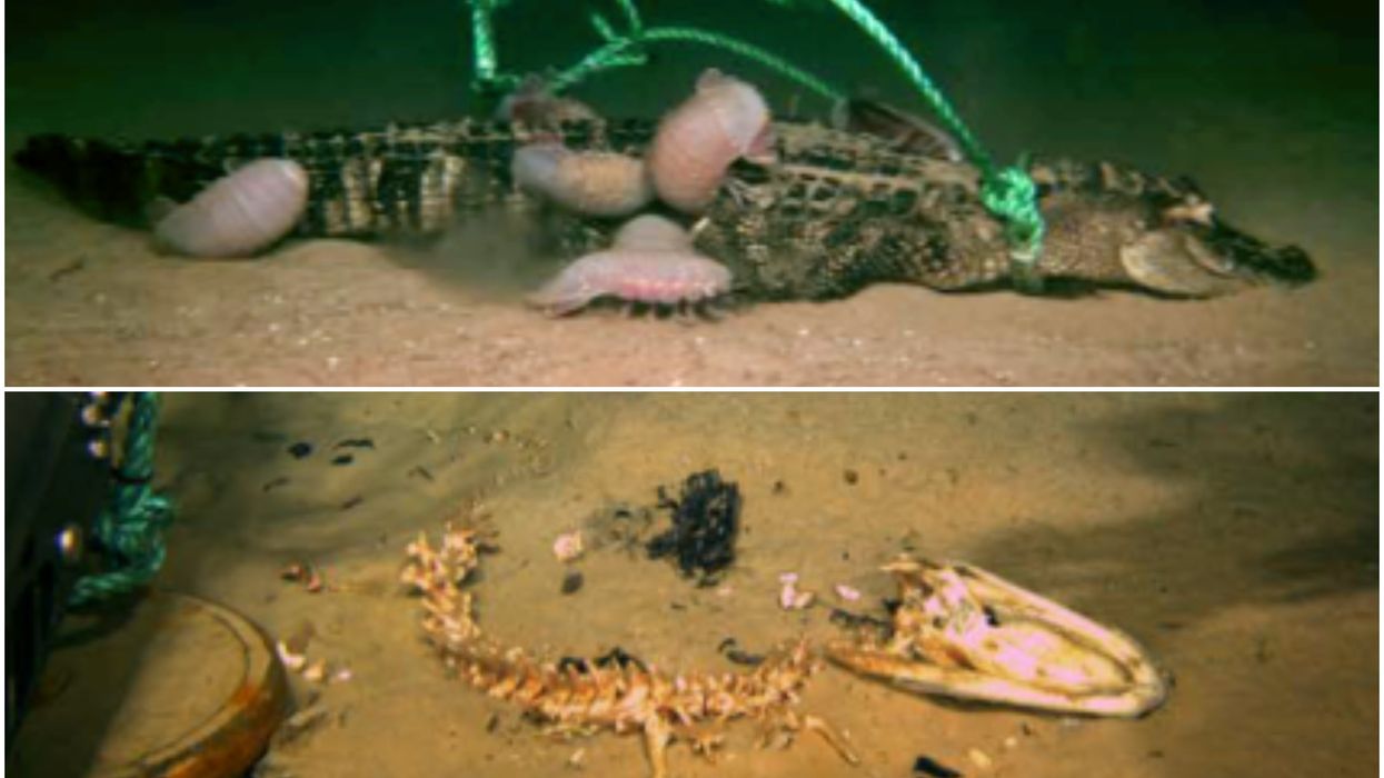 Scientists discover monstrous new breed of 'zombie worms' that can devour whole alligators