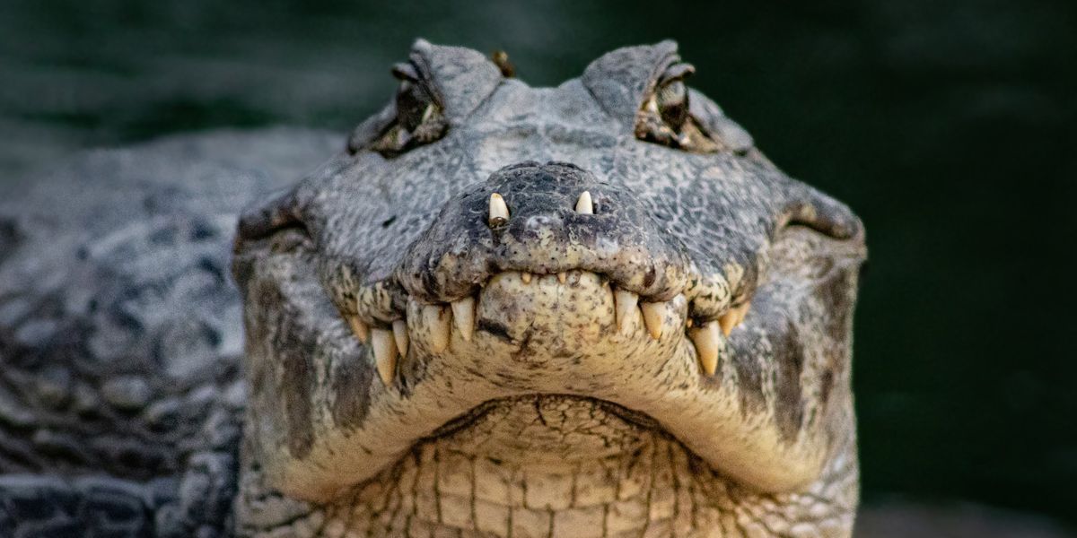 Uma nova raça de verme come um crocodilo em um experimento incrível