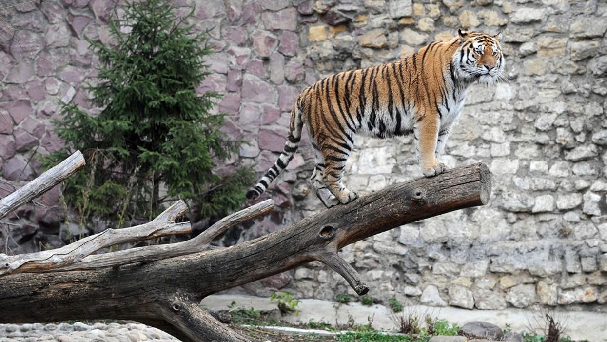 A tiger in Moscow zoo