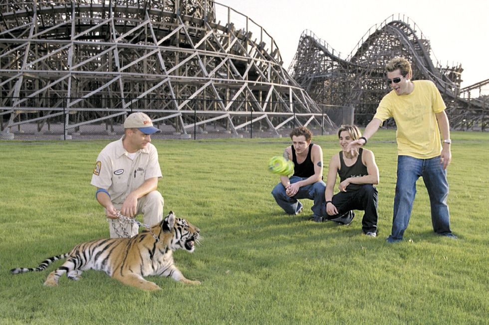 A tiger is held in a chain by a zookeeper as three young men throw a soft toy at it