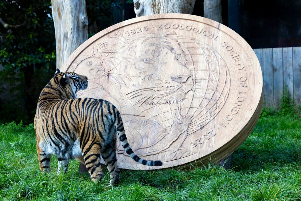 A tiger looking at a giant replica coin