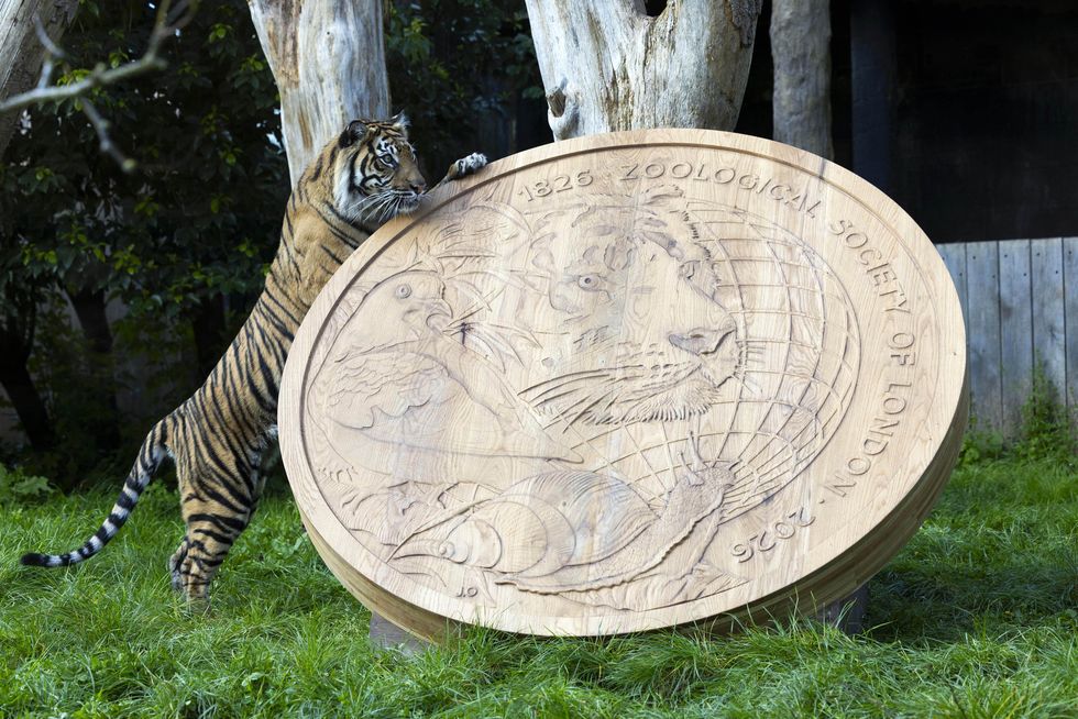A tiger with a replica Royal Mint ZSL coin