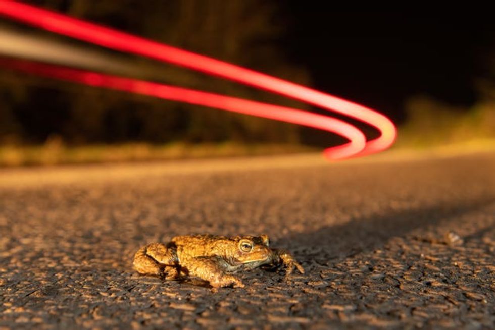 A toad on a road with the red lights of a car zooming behind it