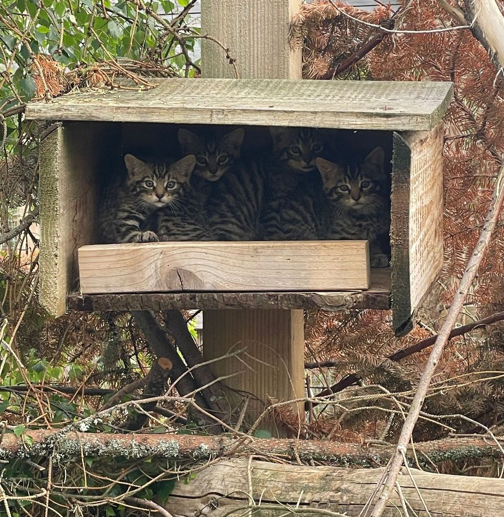 Eleven endangered Scottish wildcat kittens born at conservation centre