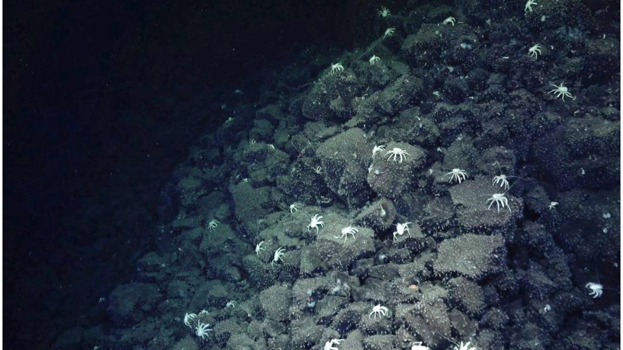 Trail of ghostly crabs leads scientists to extraordinary underwater discovery
