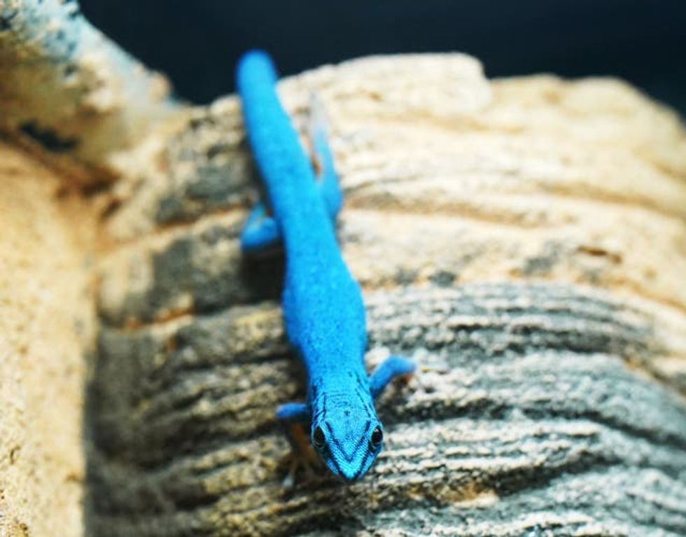 A turquoise dwarf gecko on rocks
