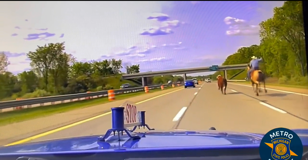 Viral video shows cowboy wrangling runaway cow with lasso on Michigan interstate