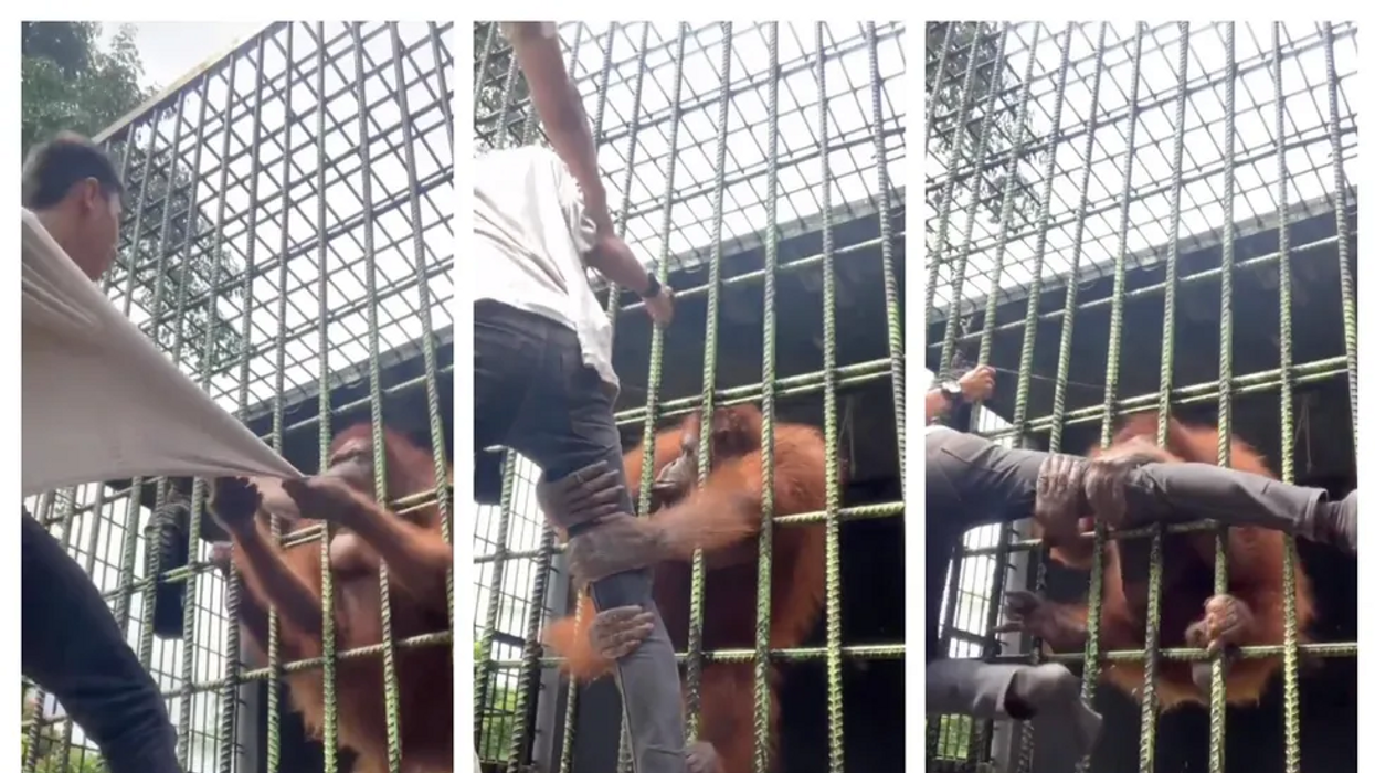 Orangutan attacks man at a zoo in shocking viral video