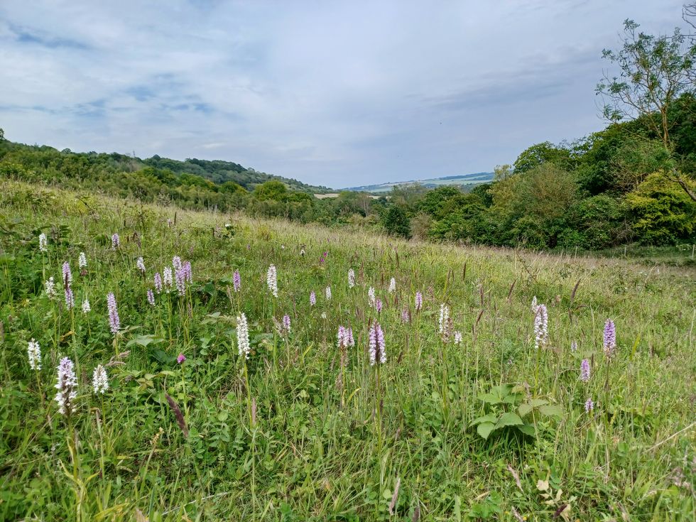 A view of Holborough Woodlands