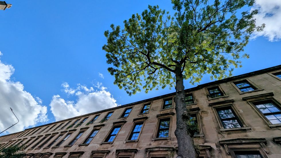 A view of the Glasgow ash looking up at it from the ground, with blue skies beyond its green leaves