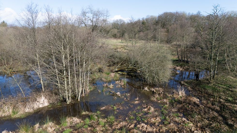 A view of wetlands created by beavers on the River Otter